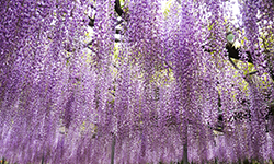 藤の花紫